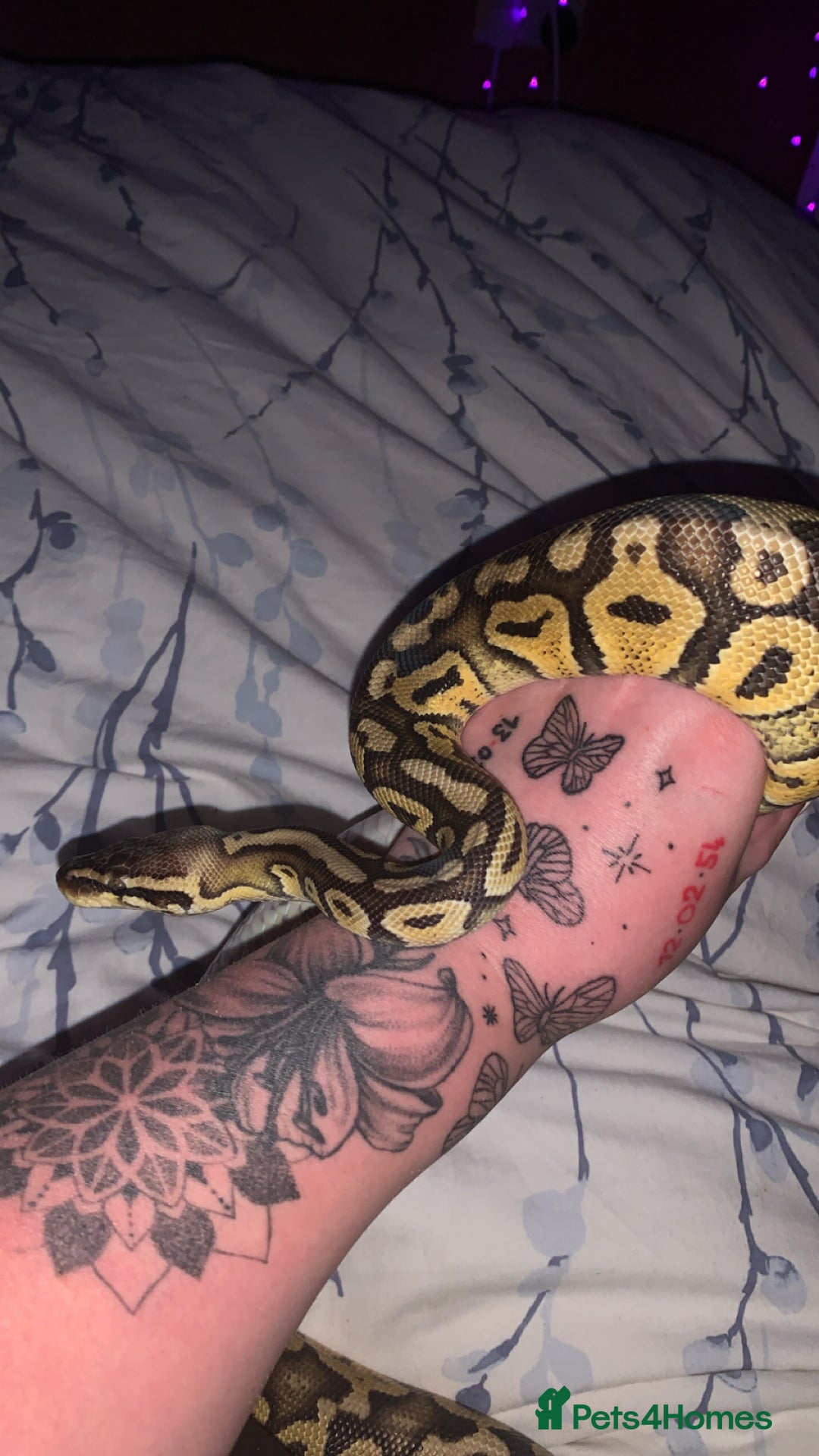 Python Snake reptiles for sale: 2 royals and 2 boas  - Image 2