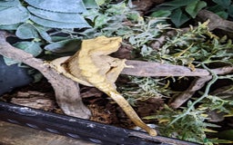 Gecko reptiles for sale: Adult Male Crested Gecko with setup - Image 5