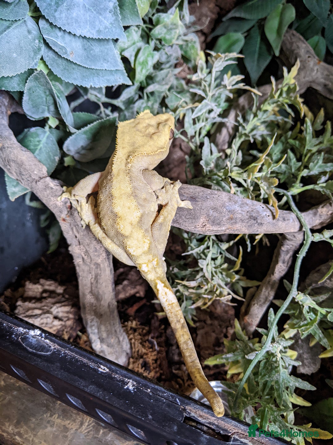 Gecko reptiles for sale: Adult Male Crested Gecko with setup - Image 5