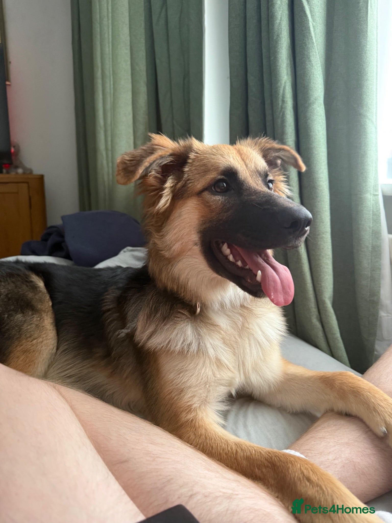 Mixed Breed dogs Kali  - Advert 9