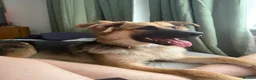 Mixed Breed dogs for sale: Kali  in Gloucester - Advert 1