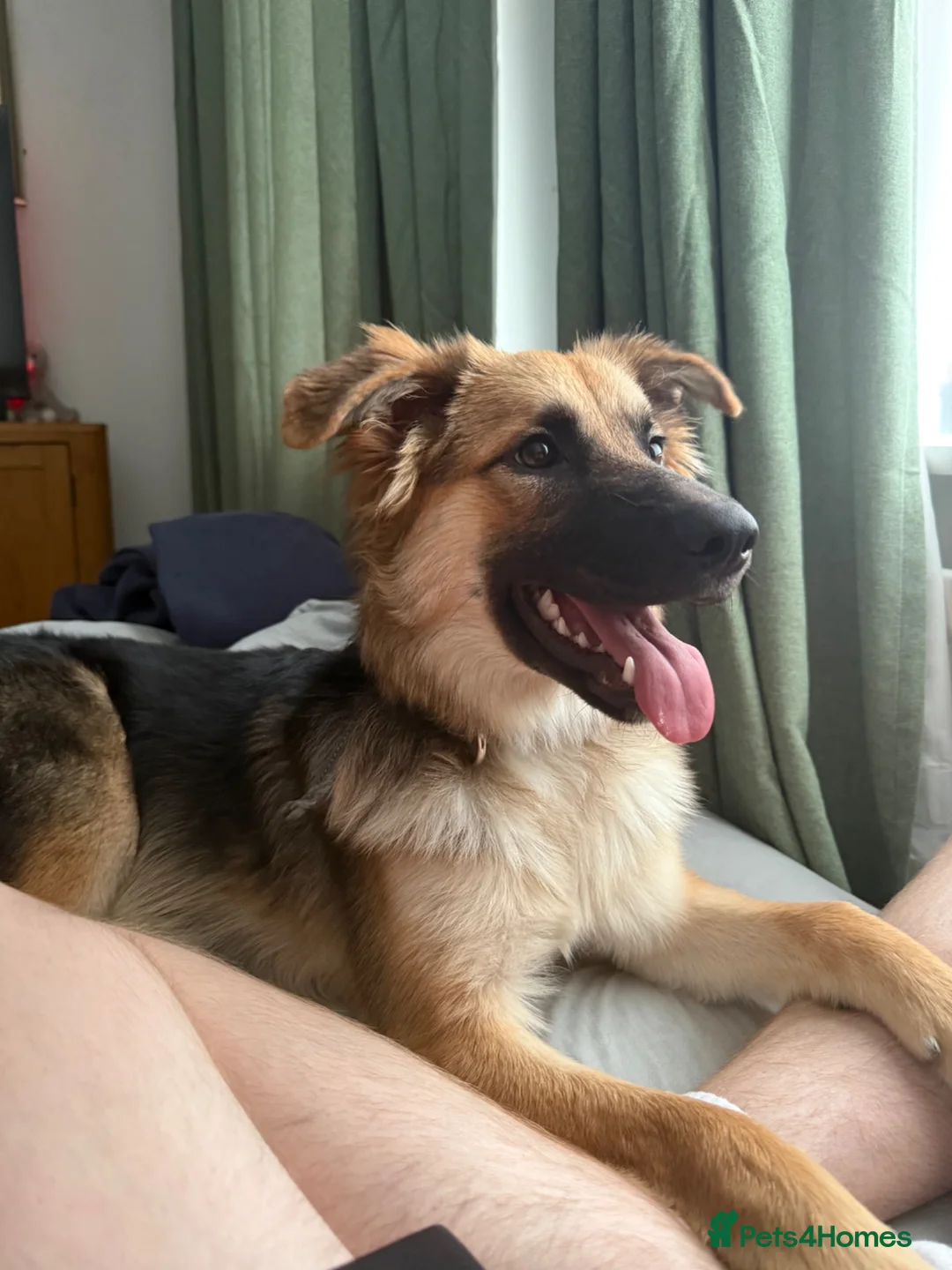 Mixed Breed dogs for sale: Kali  in Gloucester - Advert 1