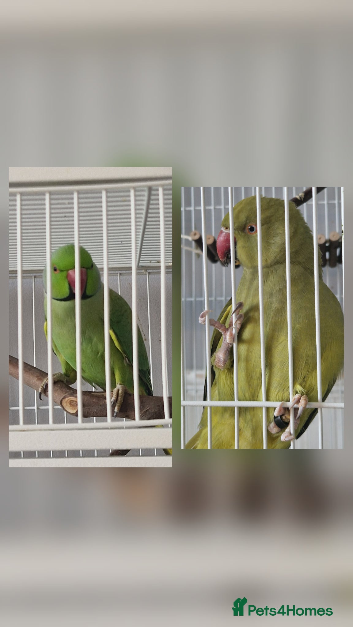Ringnecks birds Proven Breeding pair indian ringnecks - Advert 1