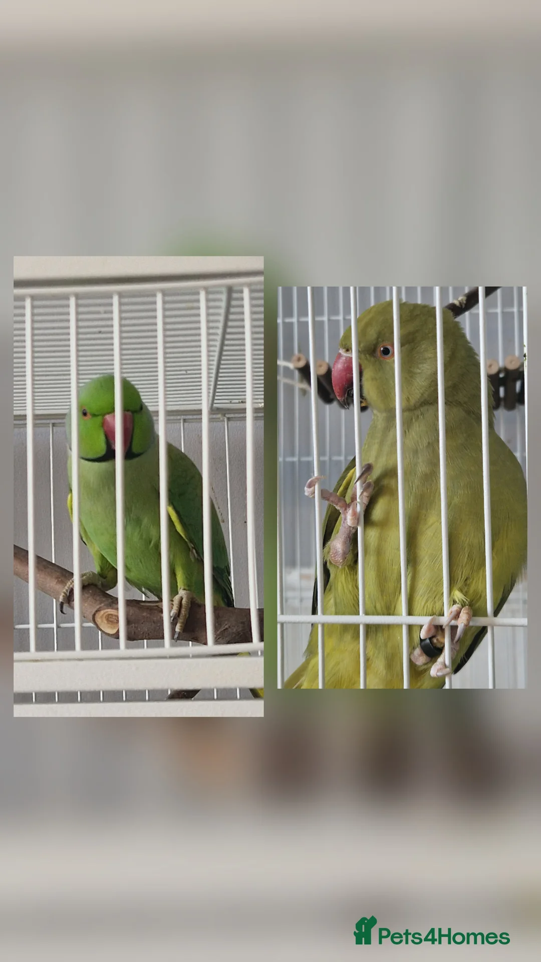 Ringnecks birds for sale: Proven Breeding pair indian ringnecks - Advert 1