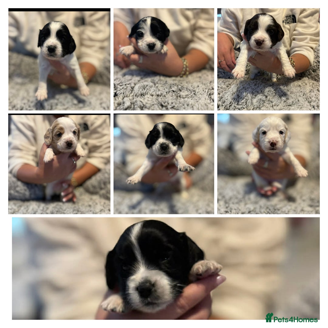 Mixed Breed dogs for sale: Cockapoo's  - Advert 10