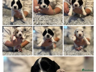 Mixed Breed dogs 🐶✨Cockapoo✨🐶 - Advert 6