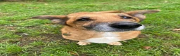 Mixed Breed dogs for adoption: Marley - Advert 3