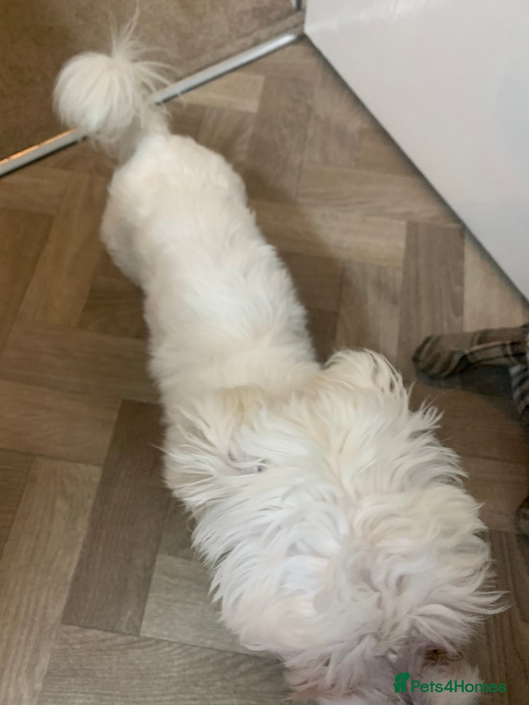 Maltese dogs for sale: Cindy - Advert 5