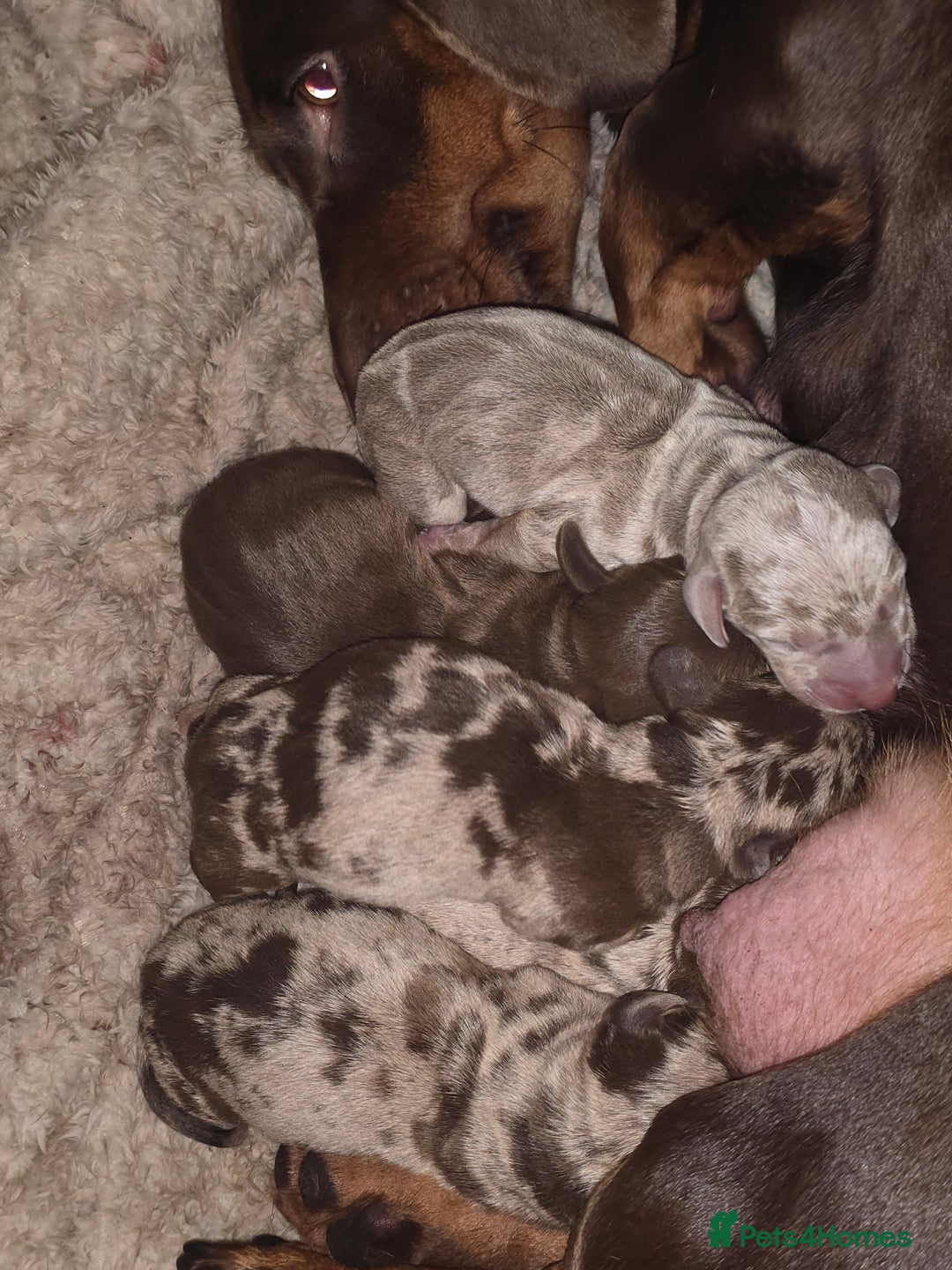 Dachshund dogs for sale: daschund puppies 1 chocolate male left - Image 3