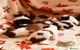 Shih Tzu dogs for sale: Shih tzu puppies - Image 10