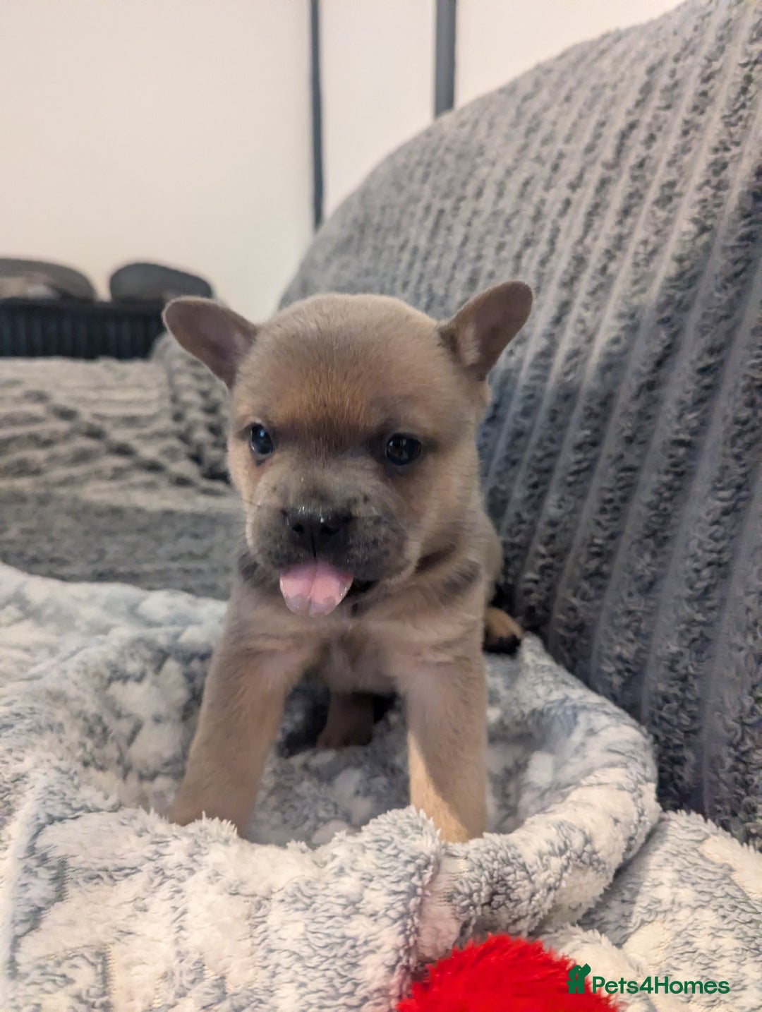 Mixed Breed dogs for sale: Beautiful Frenchie x chow chow puppies. - Advert 5