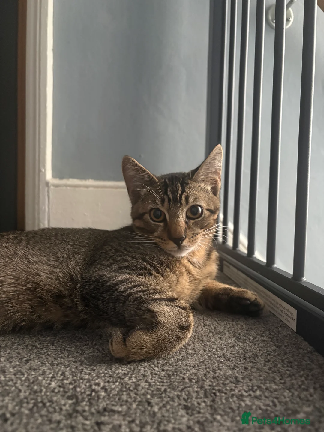Mixed Breed cats for sale: My lovely Beau 🩵 - Advert 2