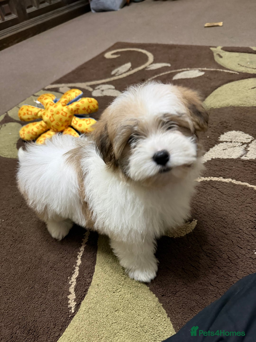 Havanese dogs for sale: ***Amazing Havanese Puppies *** - Advert 27