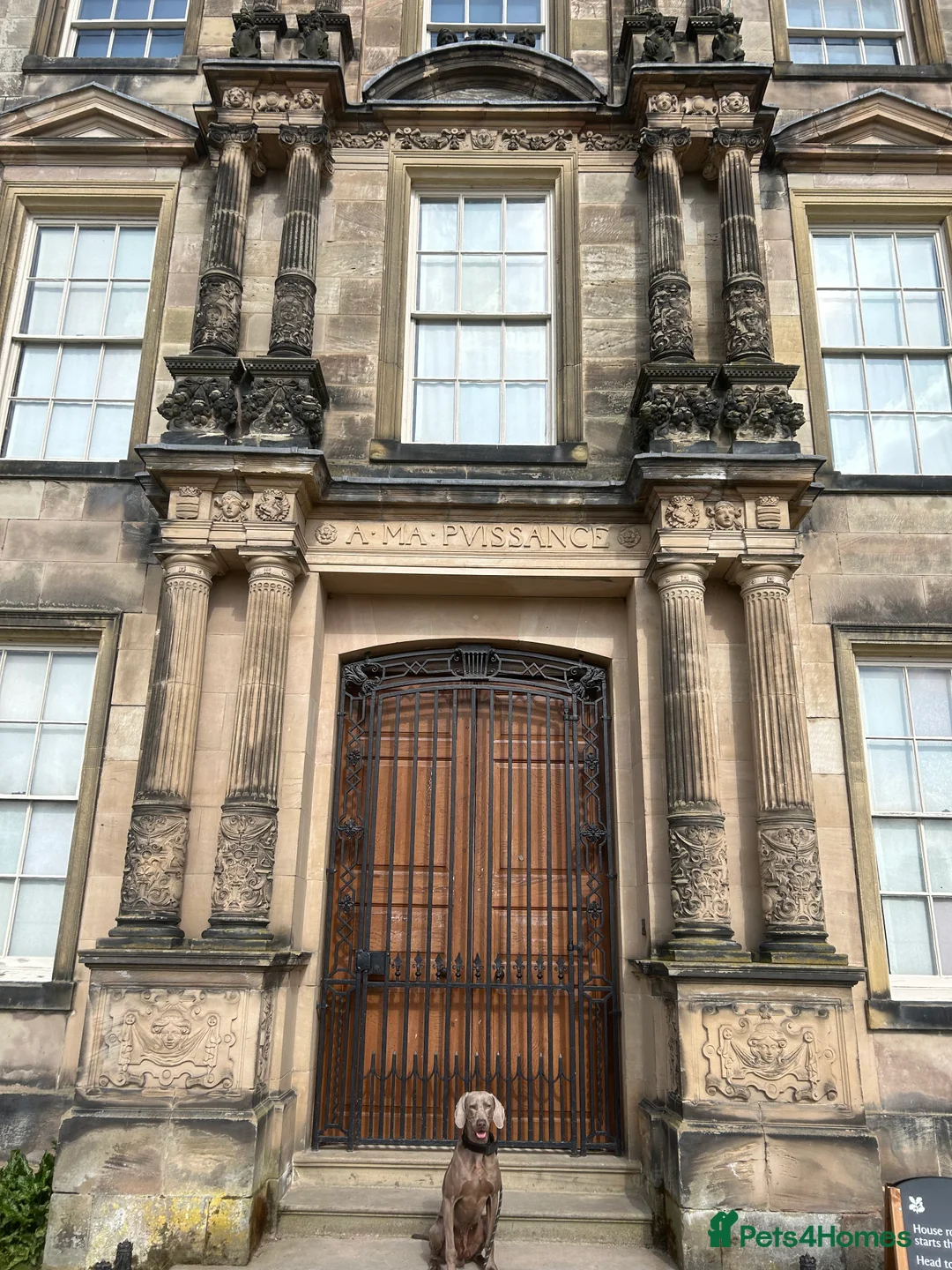 Weimaraner dogs for stud: KING KAISER in Manchester - Advert 15