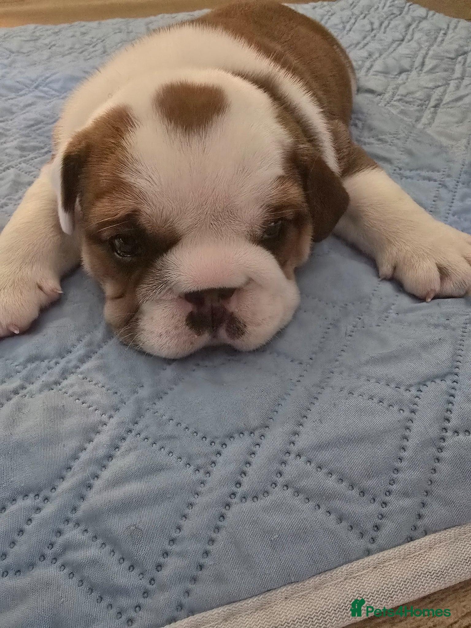 English Bulldog dogs 🐶 🔥KC registered English bulldog puppies✨️🔥 - Advert 3