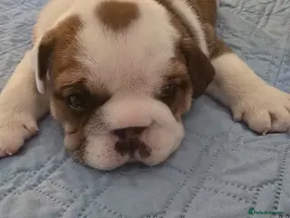 English Bulldog dogs 🐶 🔥KC registered English bulldog puppies✨️🔥 - Advert 3