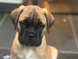 Bullmastiff dogs Beautiful Pedigree Puppies - Advert 8