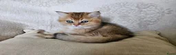 British Shorthair cats for sale: Stunning Golden British Shorthair Male Kitten - Advert 3