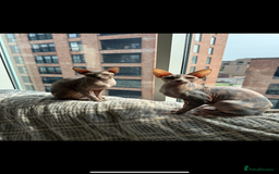 Sphynx cats for sale: 4 Sphynx Kittens ready soon! - Image 2