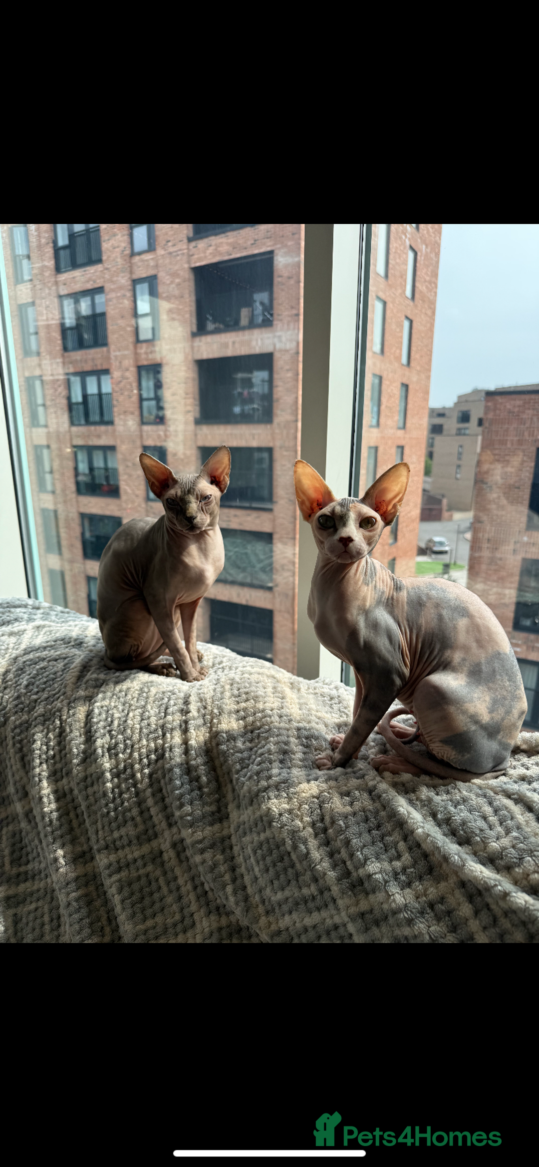Sphynx cats for sale: 4 Sphynx Kittens ready soon! - Image 2