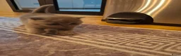 British Shorthair cats for sale: 2british shorthair girls - Advert 7