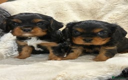 Cavalier King Charles Spaniel dogs for sale: Health tested cavalier King Charles spaniel pups  - Image 9