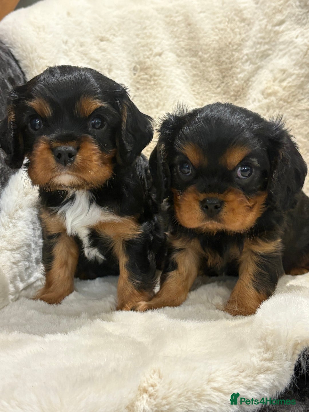 Cavalier King Charles Spaniel dogs for sale: Health tested cavalier King Charles spaniel pups  - Image 9