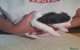 Sprocker dogs for sale: Gorgeous Merle Sprockers.  - Image 16