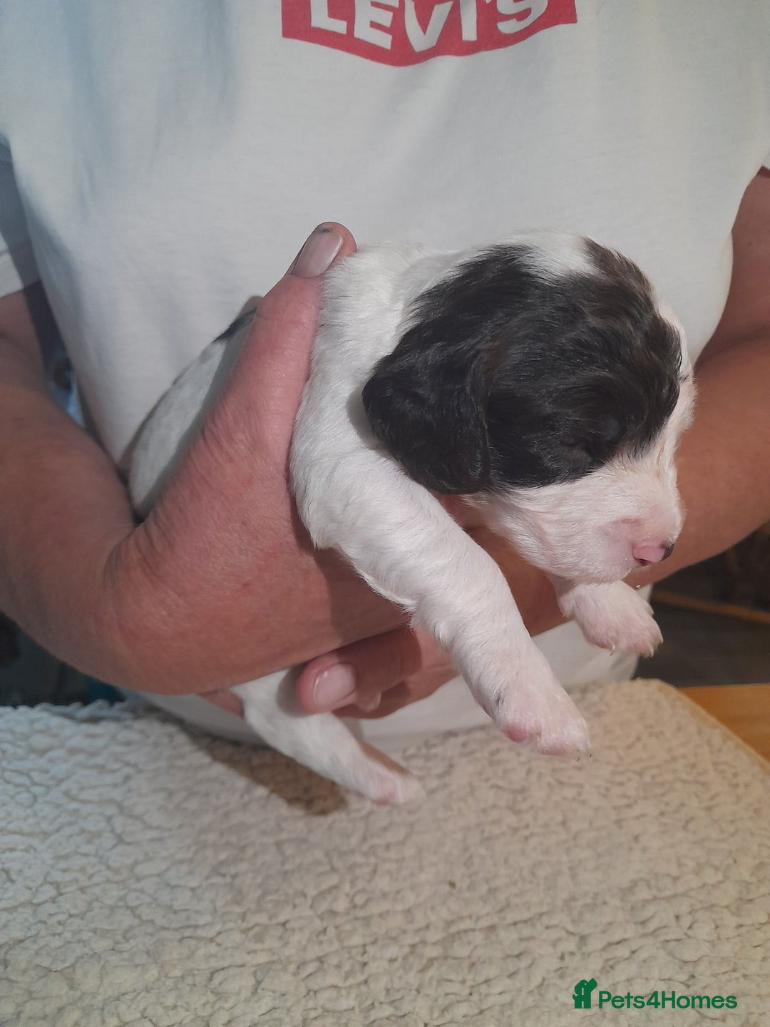 Sprocker dogs for sale: Gorgeous Merle Sprockers.  - Image 16
