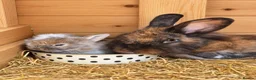 Mixed Breed rabbits for sale: Stunning rabbits ready for their new forever homes - Advert 6