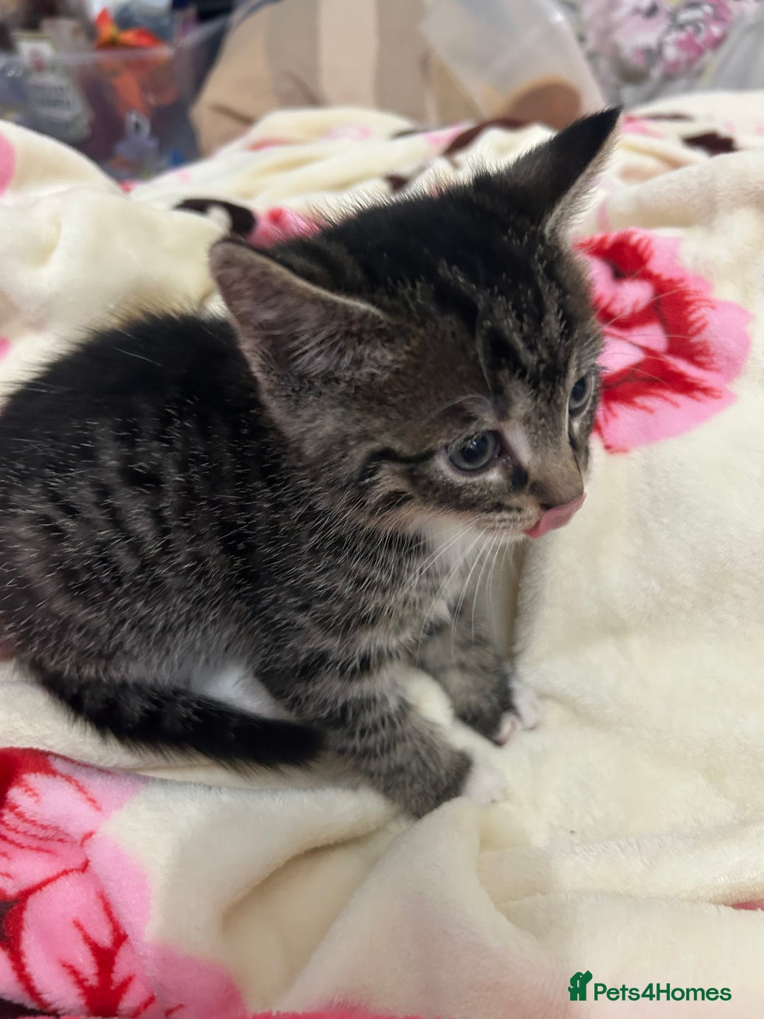 British Shorthair cats for sale: 4 tabby kittens for sale (2 boys 2 girls) - Advert 14
