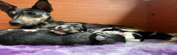 Jack Russell dogs for sale: Beautiful litter of Jack Russel puppies  in Milnthorpe - Advert 10