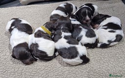 Sproodle dogs for sale: F1 Parti Sproodles 💥 REDUCED 💥 LAST TWO MALES 💥 in Kidderminster - Image 15
