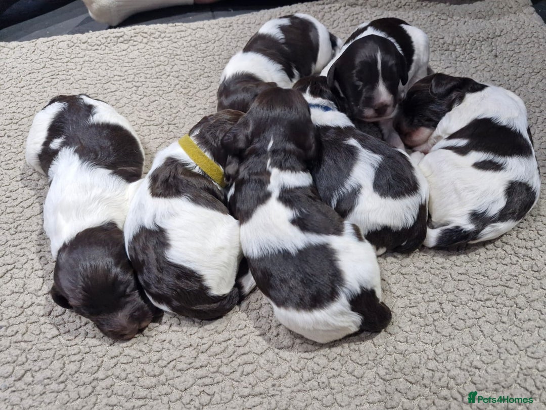Sproodle dogs for sale: F1 Parti Sproodles 💥 REDUCED 💥 LAST TWO MALES 💥 in Kidderminster - Image 15