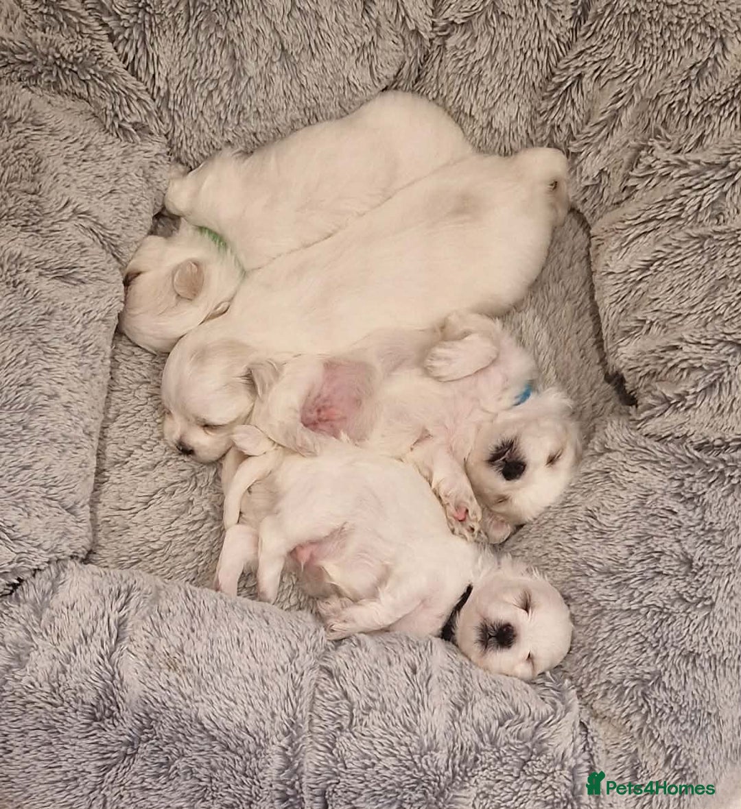 Maltese dogs for sale: Miniature Korean Maltese puppies for adoption - Advert 6