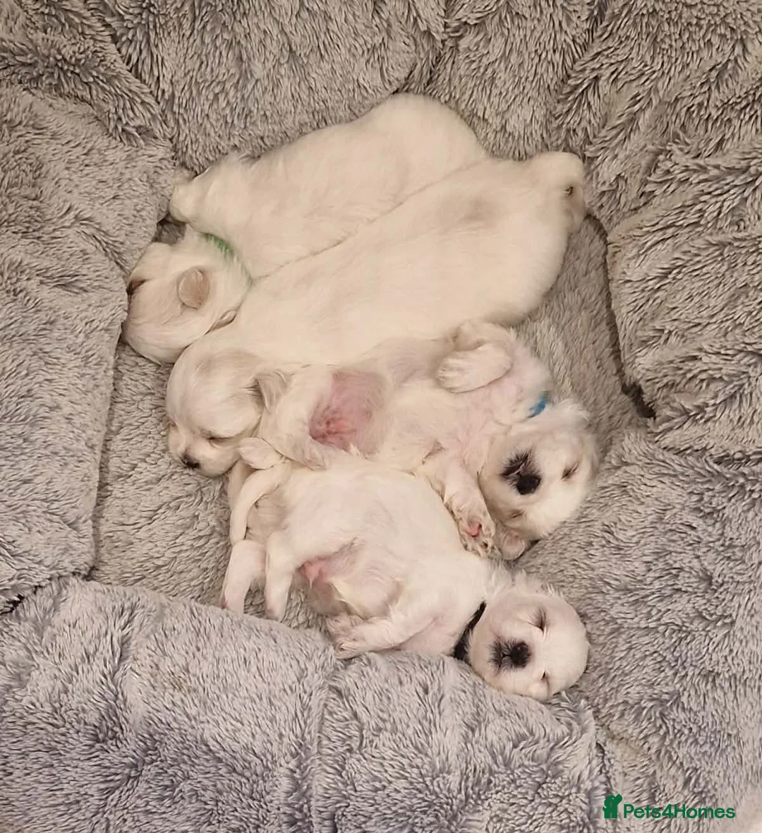 Maltese dogs for sale: Korean Maltese puppies for adoption - Advert 6