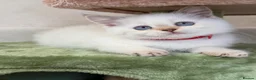 British Shorthair cats for sale: British Shorthair golden blue eyed kittensGCCF - Advert 18