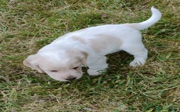 Cocker Spaniel dogs for sale: Cocker spaniel puppies for sale  - Image 11