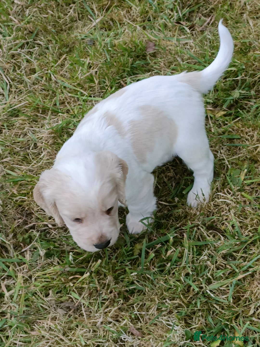Cocker Spaniel dogs for sale: Cocker spaniel puppies for sale  - Image 11