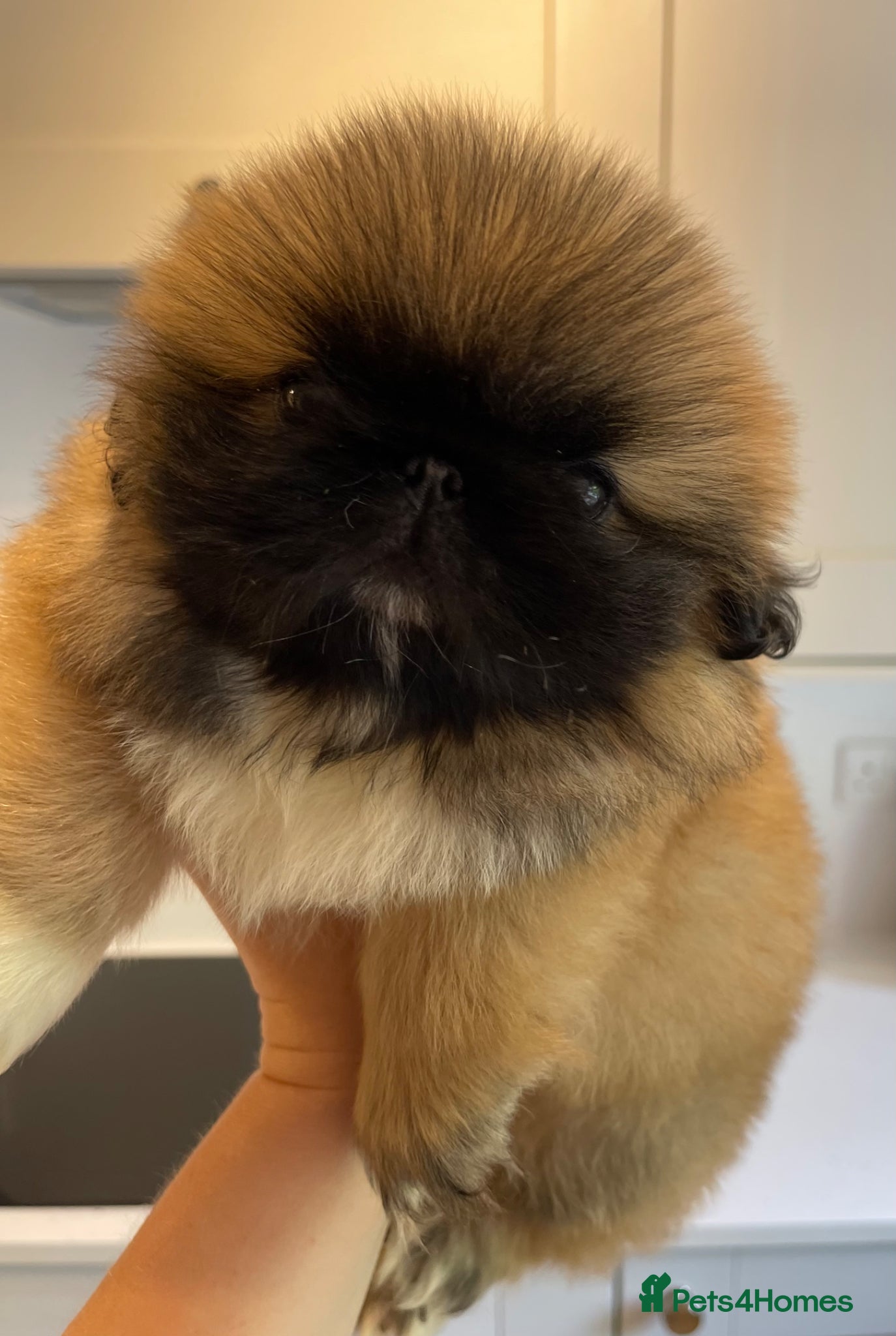 Pekingese dogs ❤️Gorgeous KC Reg Pekingese pups❤️ - Advert 2