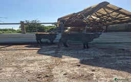 Cows & Bulls livestock for sale: 2 Wagyu Breeding, Store Heifers - Image 2