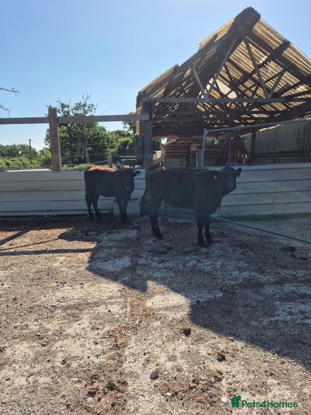 Cows & Bulls livestock for sale: 2 Wagyu Breeding, Store Heifers - Image 2
