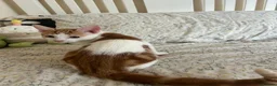 Mixed Breed cats for sale: 3 playful kittens ready for their new homes - Advert 4