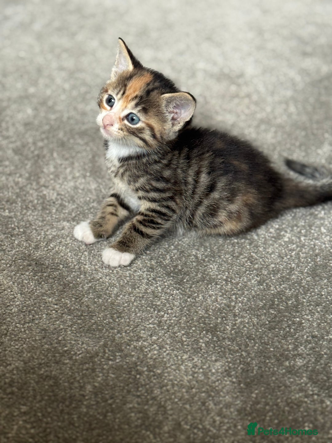 Mixed Breed cats for sale: Part Bengal Ginger Kittens for Sale - READY NOW - Image 7