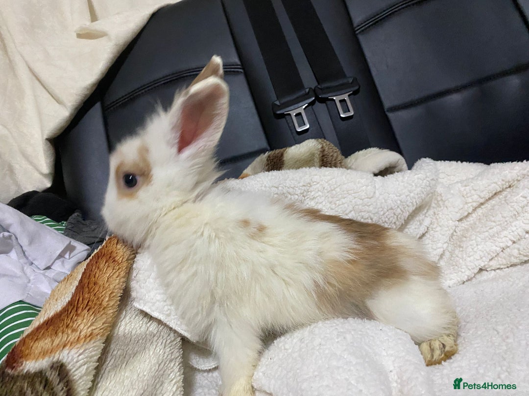 Mixed Breed rabbits for sale: Beautiful Bunnies Ready For New Homes - Advert 27