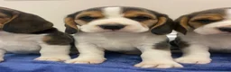 Beagle dogs for sale: Chunky friendly beagles  - Advert 21