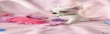 Chihuahua 3