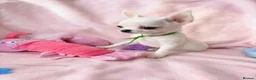 Chihuahua dogs for sale: Beautiful chihuahuas from champion lineage  - Advert 4
