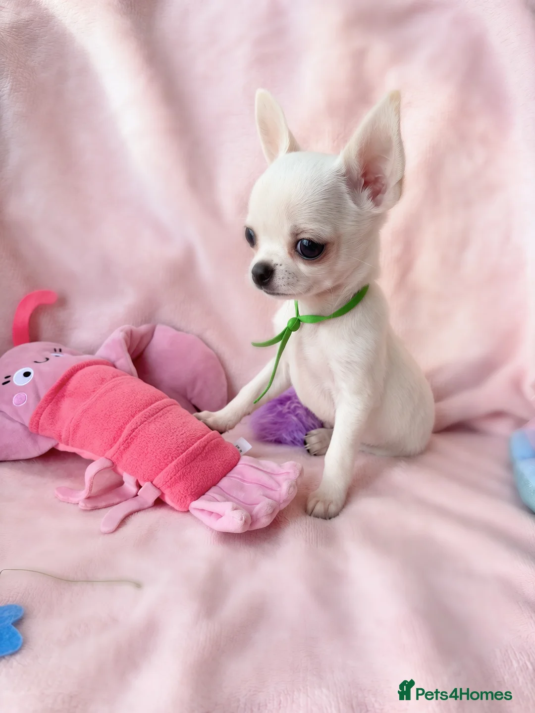 Chihuahua dogs for sale: Beautiful chihuahuas from champion lineage  - Advert 28