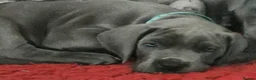 Great Dane dogs for sale: Pedigree Blue Great Dane Babies  - Advert 8